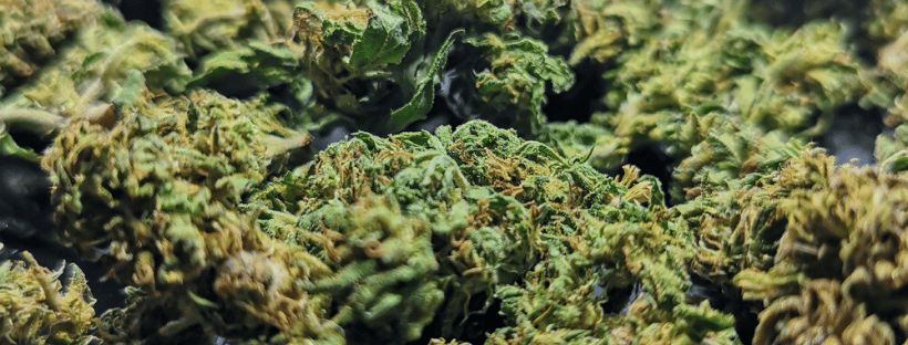 What You Need to Dry and Cure Marijuana Buds Properly