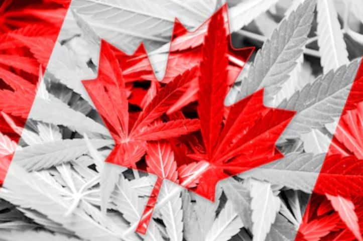 Canada Flag Weed 4