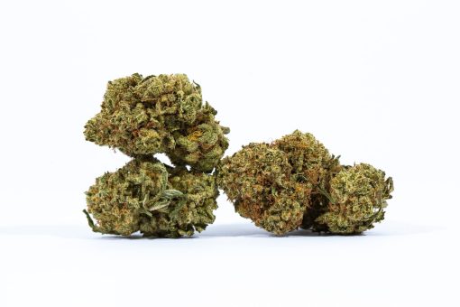 DUTCH TREAT cannabis strain buy online canada