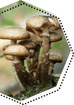 Magic Mushroom Dosage Chart