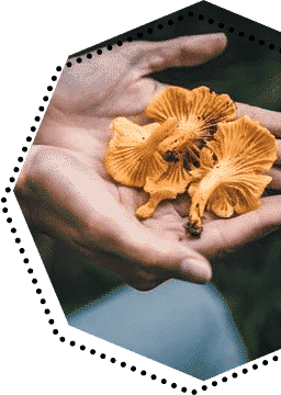 How to Grow Shrooms