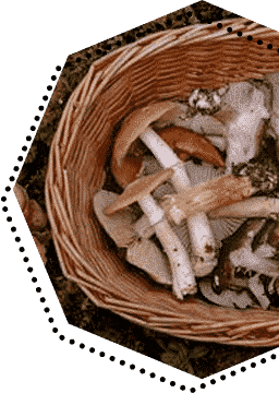 Harvesting shrooms