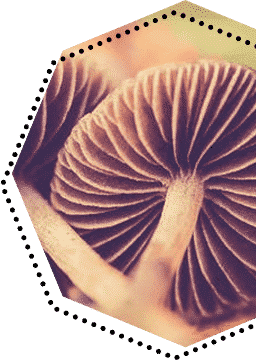 buy magic mushrooms