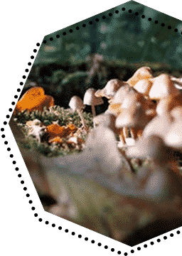 Magic Mushroom Trip