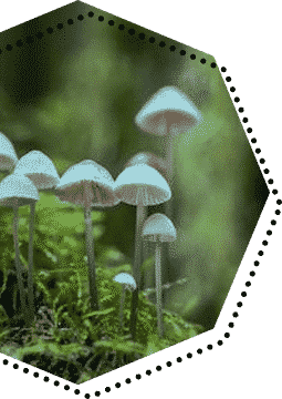 Different Types of Magic Mushroom