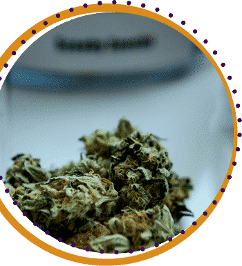 sativa and indica weed strains