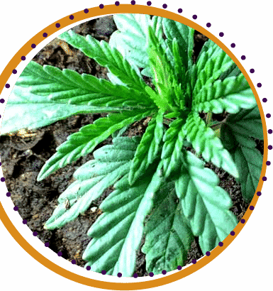 cannabis sativa vs indica weed