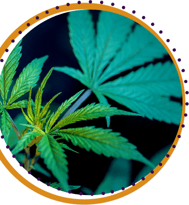 indica vs sativa cannabis canada