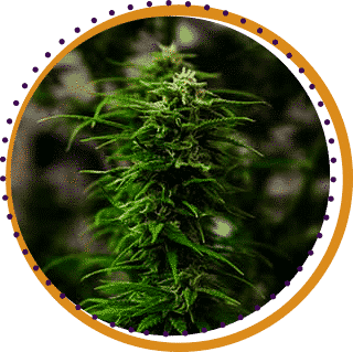 indica weed strains