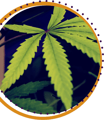 indica cannabis strains