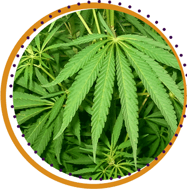 sativa weed strains