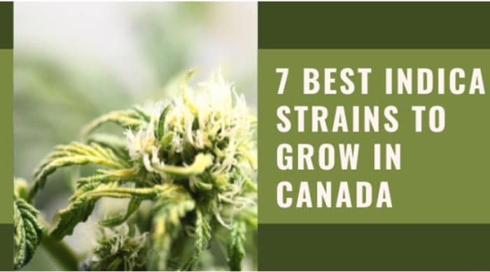 7 Best Indica Strains to Grow In Canada