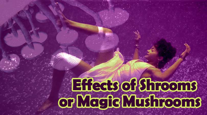 Effects of Shrooms or Magic Mushrooms