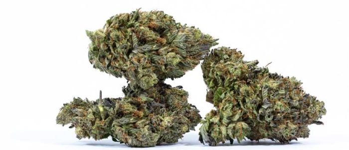 7 Best Indica Strains to Grow In Canada