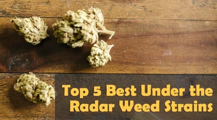 Top 5 Best Under the Radar Weed Strains