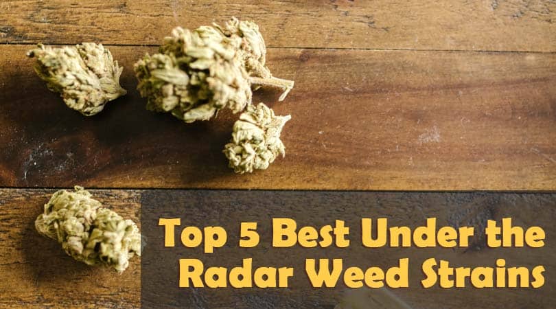 Top 5 Best Under the Radar Weed Strains