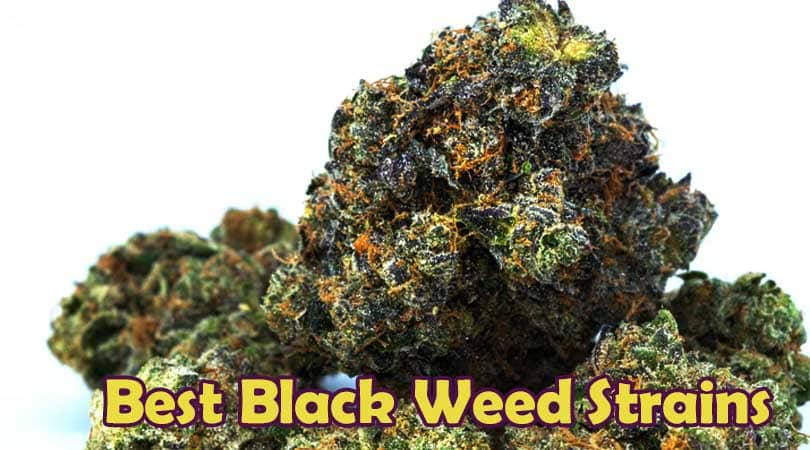 Best Black Weed Strains